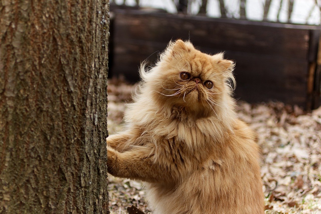 gatto persiano vuole salire su albero