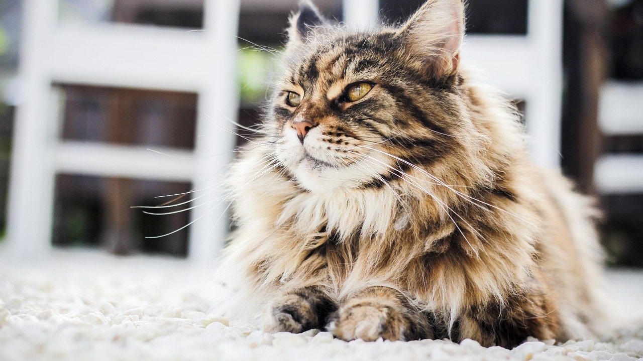Cuccioli di Gatto Persiano, pelo e luminosità: come curarlo al meglio