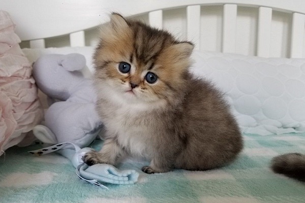 gattino persiano occhi blu