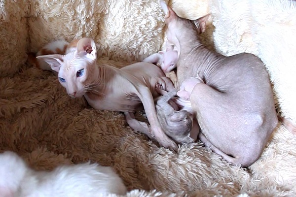 due gatti peterbald con cucciolo