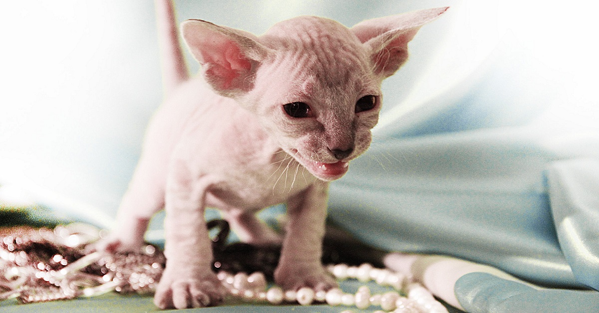 Cuccioli di Peterbald, carattere e tutto quello che bisogna sapere