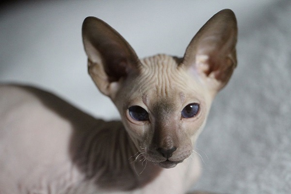 gatto di razza peterbald