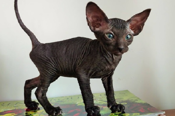 peterbald scuro su un tavolo