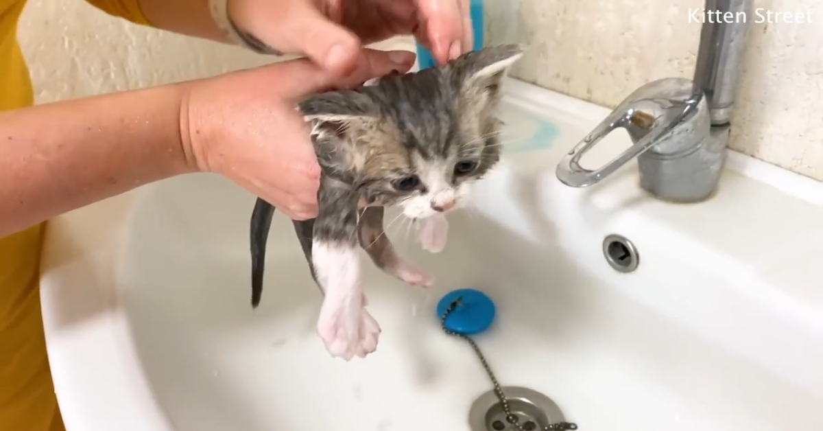 Cucciolo di gatto fa il bagno ma non è contento (VIDEO)