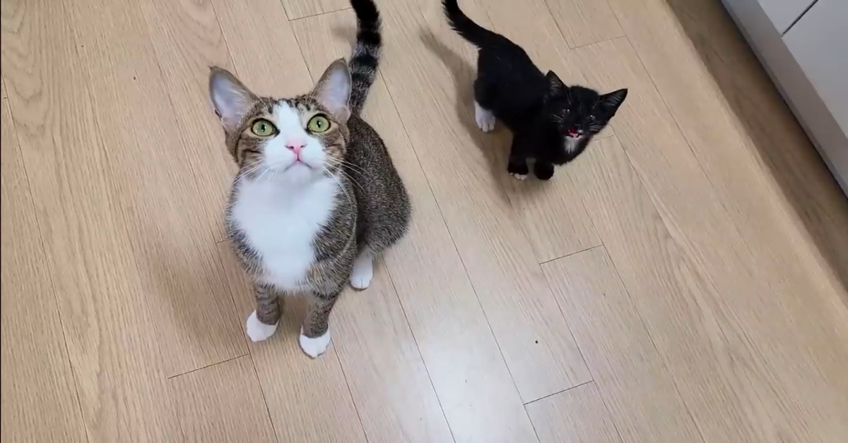 Cucciolo di gatto vuole la mamma e le sue attenzioni (VIDEO)