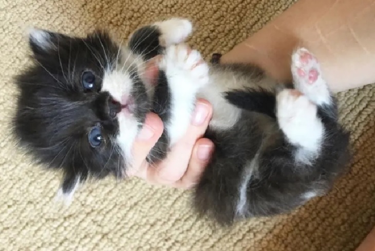 dalì gattino salvataggio cortile