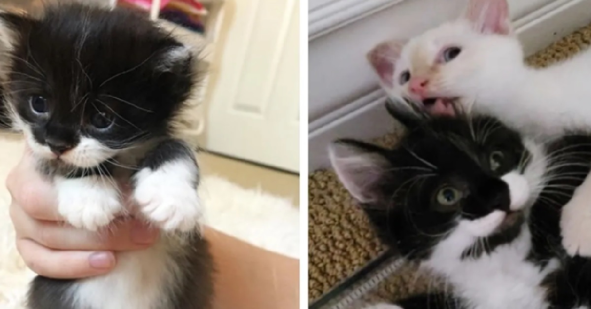 Dalì e Remy, due gattini con lo stesso passato divenuti inseparabili amici (VIDEO)