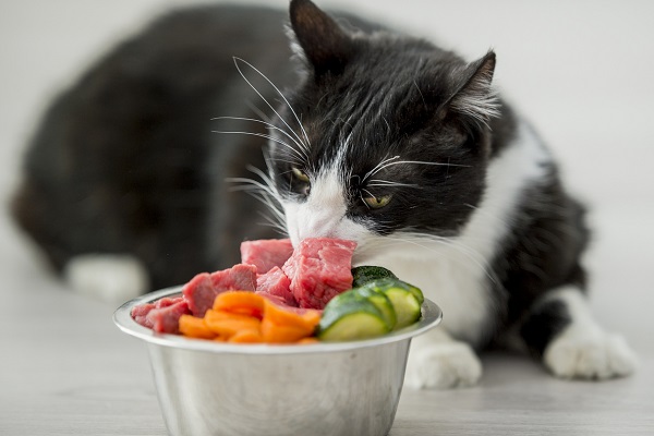 gatto e cibo crudo