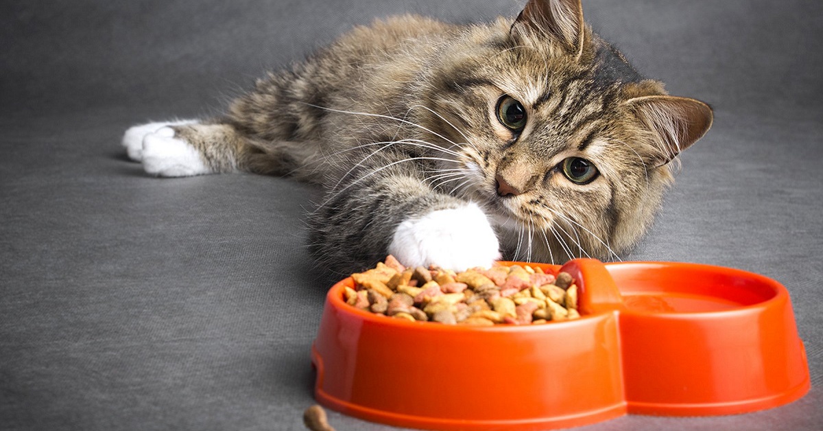 Dieta per il gatto castrato, alimentazione corretta e cibi per non farlo ingrassare