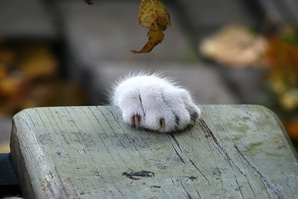 zampa di un gatto