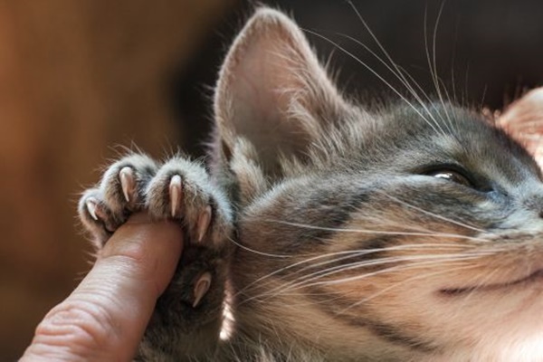 gattino con gli artigli di fuori