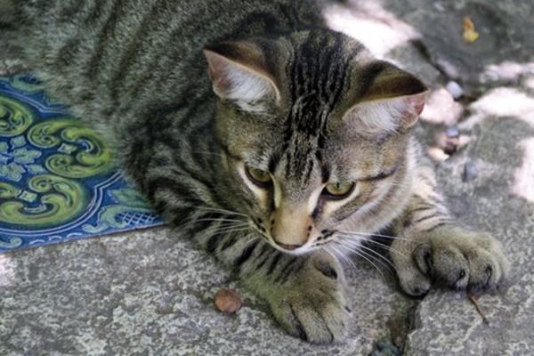 gatti polidattili di hemingway