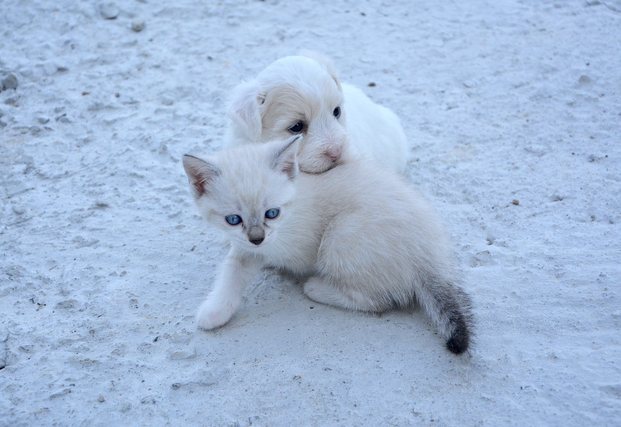 presentare un gattino a un cucciolo di cane