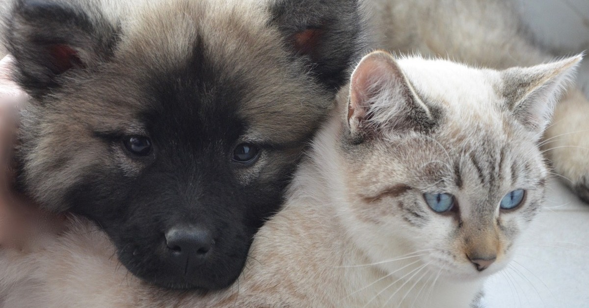 presentare un gattino a un cucciolo di cane