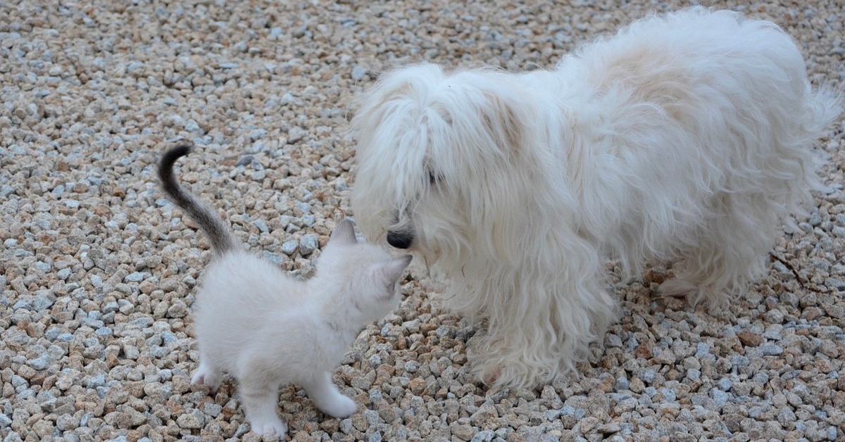 presentare un gattino a un cucciolo di cane