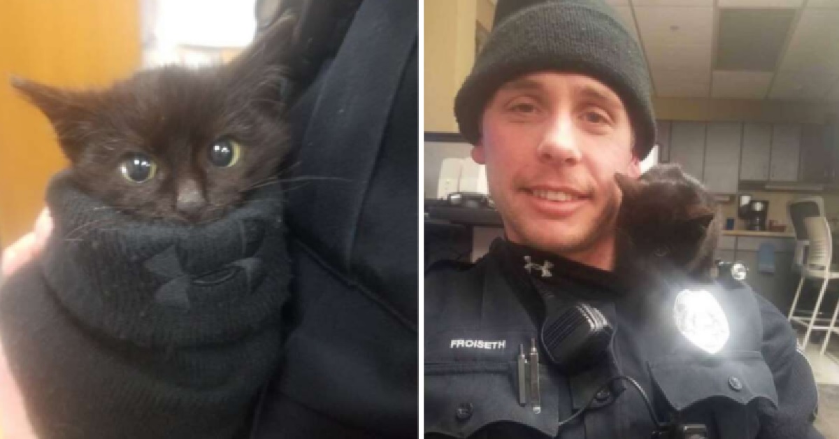 Donut, il gattino nella neve salvato da un agente di polizia (VIDEO)