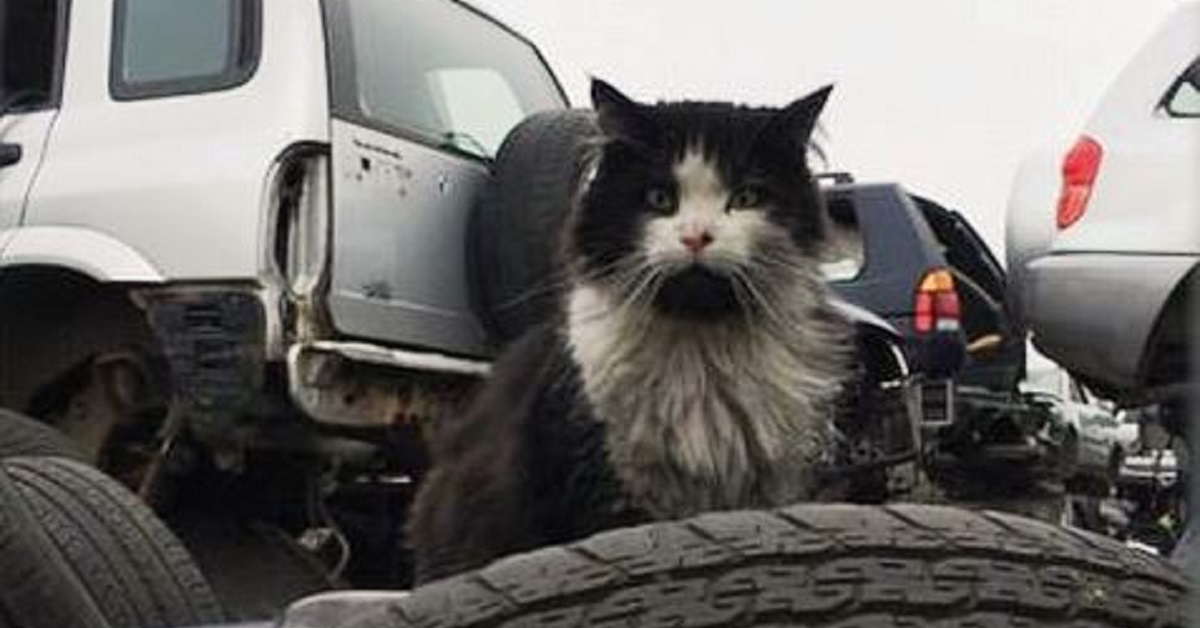 Dopo aver vissuto per due anni in discarica, il gattino Jess torna a casa (FOTO)