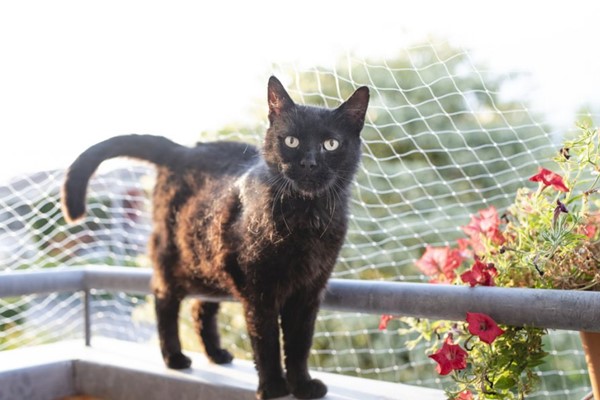 rete di sicurezza per gatti