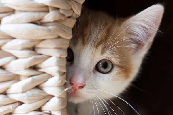 gattino che ha paura delle persone