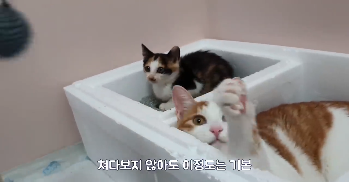 Due gatti giocano insieme con la loro padrona (VIDEO)