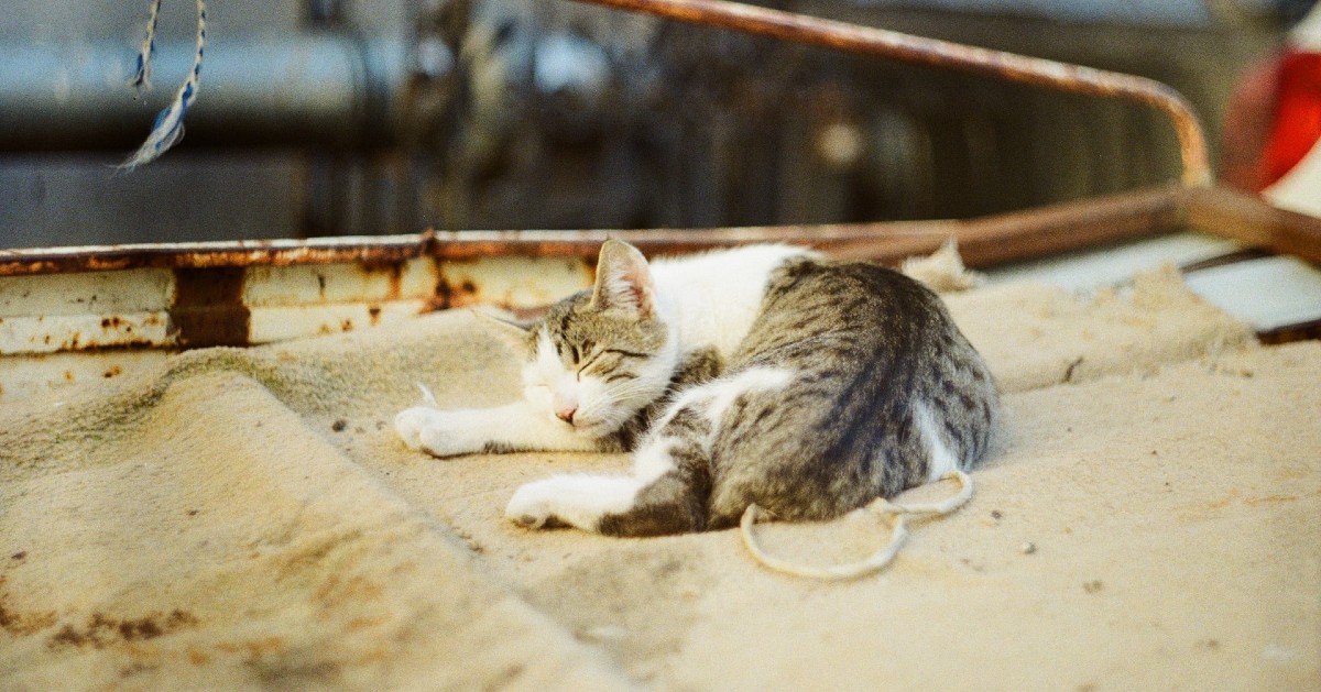 Gatto anziano dimagrisce