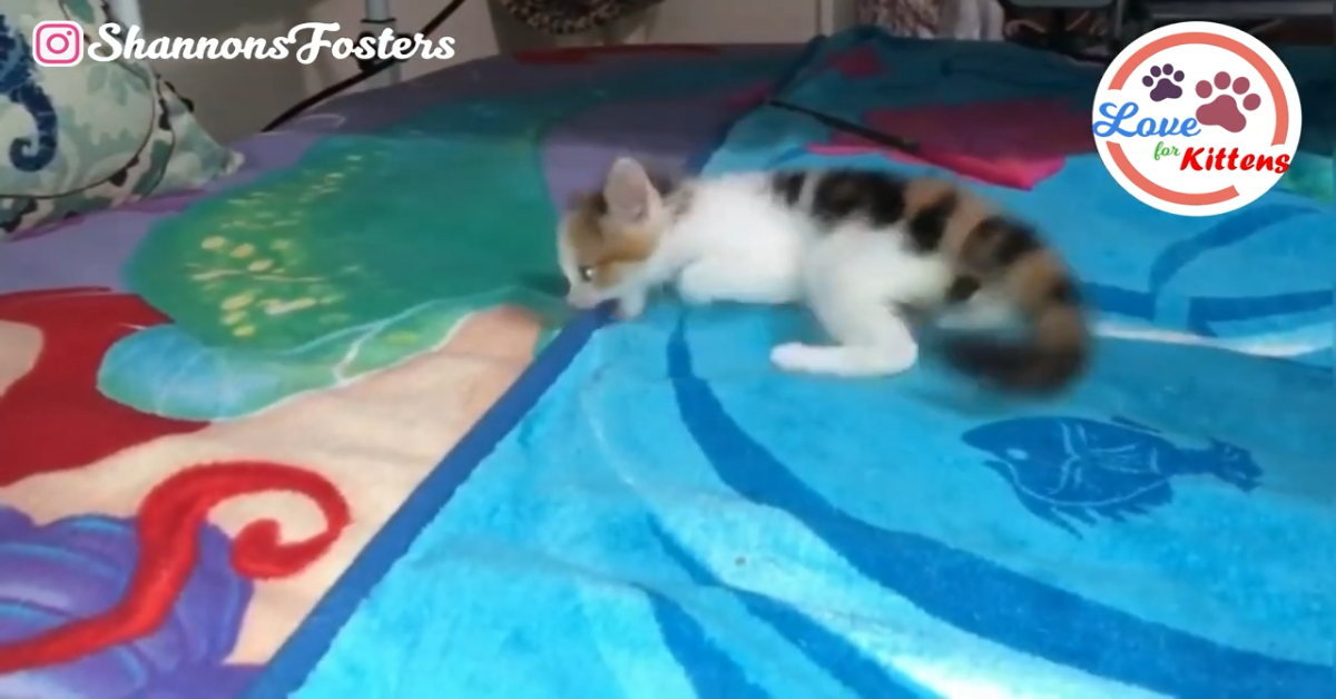 Fern il gattino è stato salvato e sta bene (VIDEO)