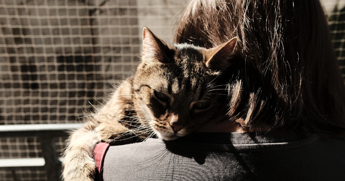 Perché i gatti mordono i capelli