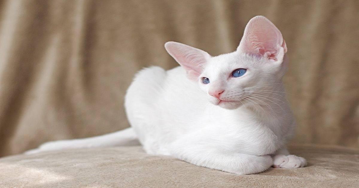 Foreign White, convivenza: chi è il padrone più adatto a questo gatto?