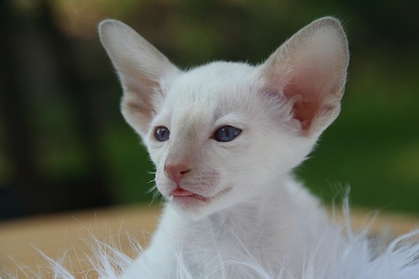 gatto dal pelo candido