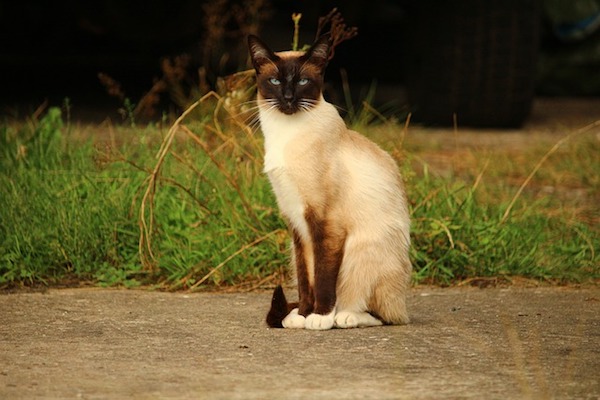 eleganza di un esemplare siamese