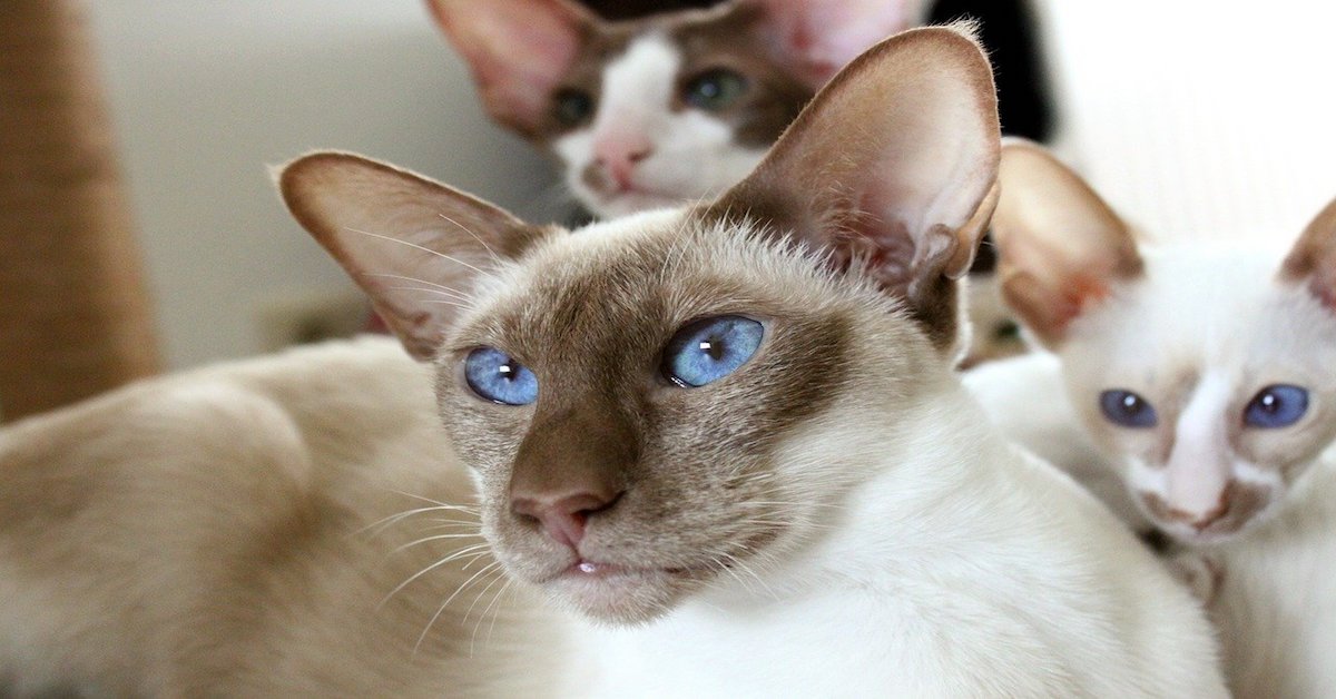 Foreign White e Gatto Siamese: tutte le somiglianze e le differenze