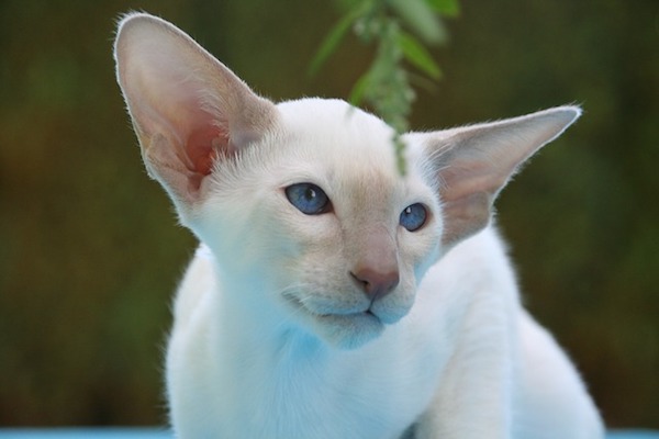 gatto incuriosito dal mondo