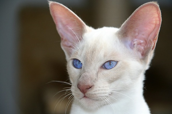 foreign white sguardo buffo