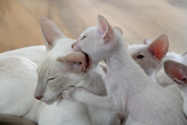 mamma gatto e cuccioli si fanno le coccole