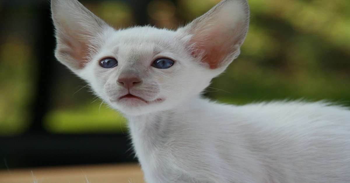 Foreign White, immagini e foto bellissime di questo gatto nudo