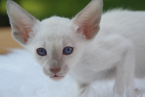 gatto con occhi curiosi