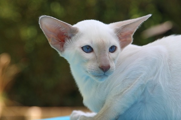 gatto con pelo candido e morbido