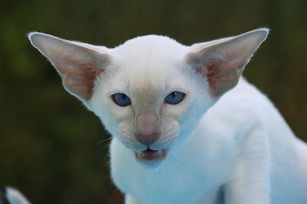 gatto con sguardo nervoso