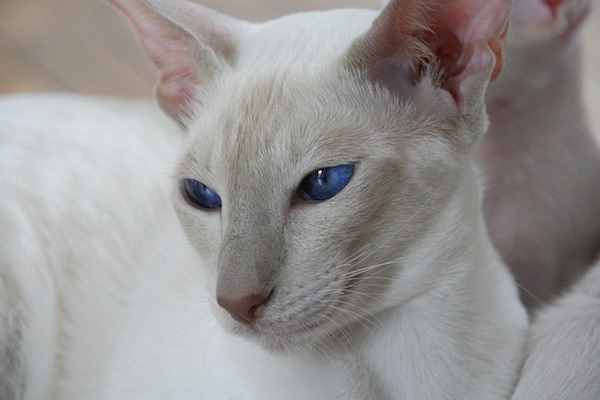 gatto occhi blu