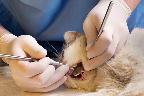 visita dentistica del gatto