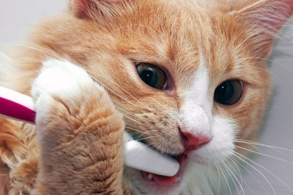 spazzolino da denti per gatti