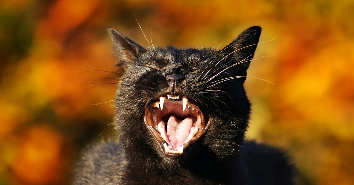 gatto nero che miagola