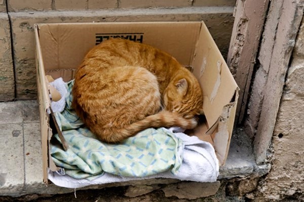 gatto abbandonato in una scatola di cartone