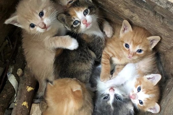 cuccioli di gatto abbandonati