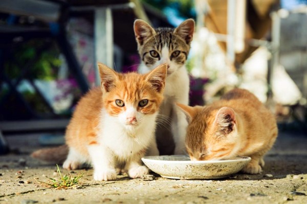 gattini che mangiano