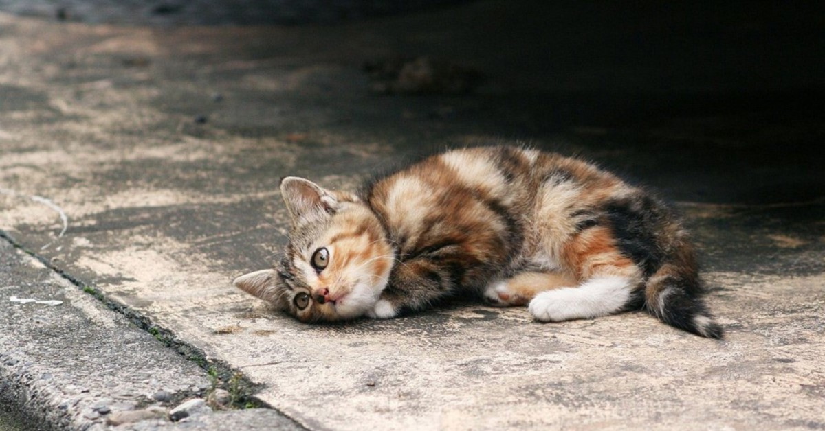 Gatti e gattini abbandonati: cosa fare e dove portarli