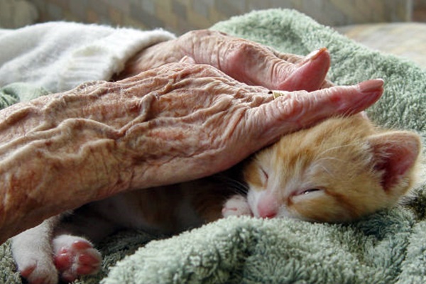 mani anziane che accarezzano un gattino