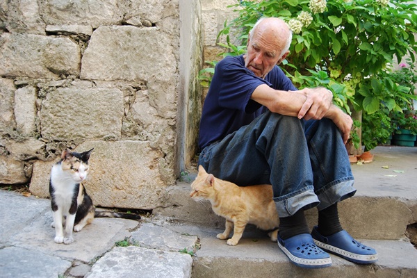 signore che accudisce dei gatti randagi