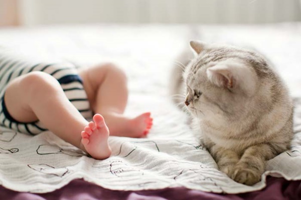 gatto che guarda i piedi del bambino