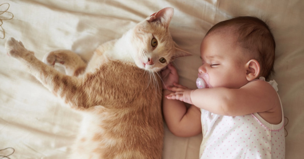Gatti e neonati, tutto ciò che bisogna sapere per una convivenza del tutto sicura